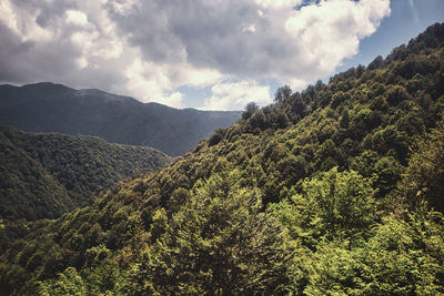 nature