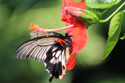 Close-up of butterfly pollinating on flower