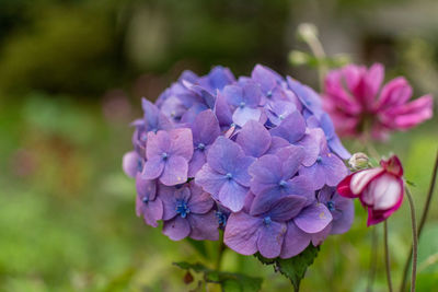 Close-up of pink hydrangea flowers