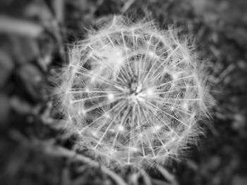 Close-up of dandelion