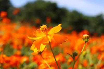 Close-up of orange flowering plant on field