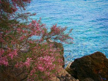 Trees by sea against sky