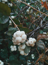 Close-up of fruit growing on tree