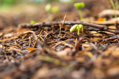 Surface level of fresh green plants on field