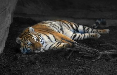 feline