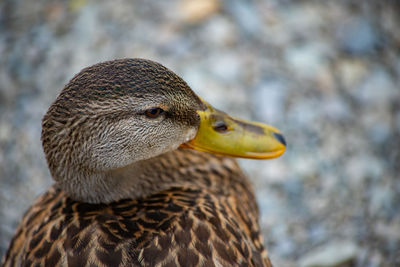 Side profile of duck