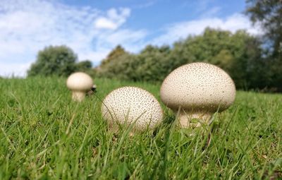 Close-up of mushroom growing on field against sky