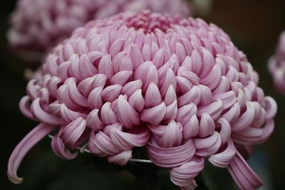 Close-up of pink dahlia flowers