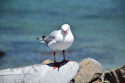 Seagull perching on rock