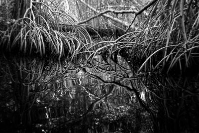 Close-up of wet plants during winter