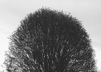 Low angle view of bare trees against sky