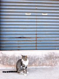 Dog standing against wall