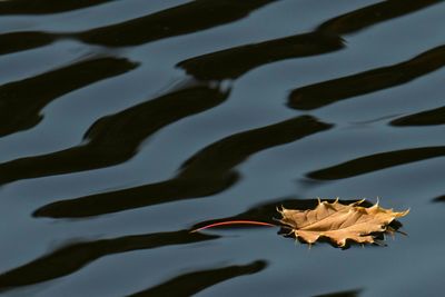 Close-up of reflection on leaf in lake
