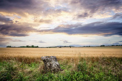 Scenic view of field against sky during sunset