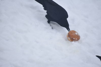 High angle view of crab on snow covered land