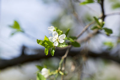 Close-up of blooming plant