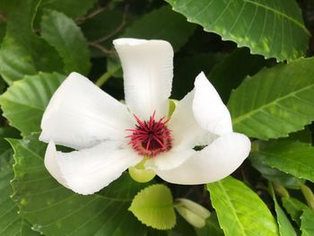 Close-up of white flowers blooming outdoors