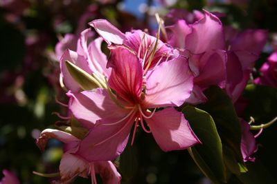 Close-up of pink flowers