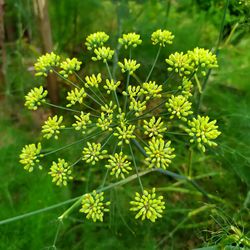 High angle view of flowering plant on field