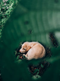 High angle view of a dog in water