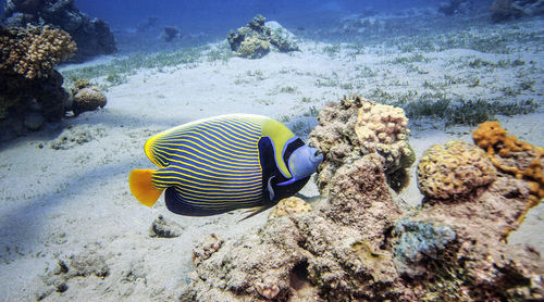 Close-up of fish swimming in sea