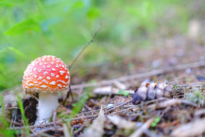 Close-up of fly agaric mushroom growing in forest