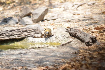 Close-up of lizard on rock