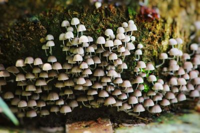 Small mushroom mushroom.