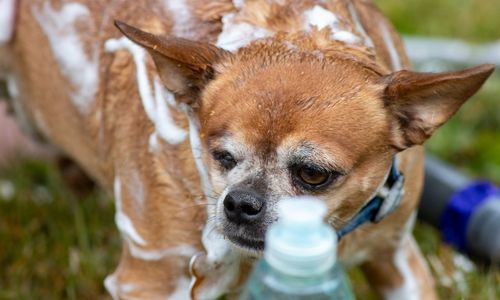 Close-up portrait of a dog