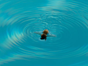 High angle view of bee swimming in pool
