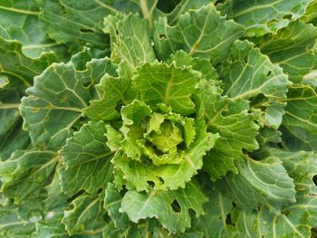 Full frame shot of green leaves