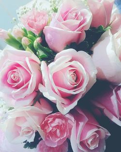 Close-up of pink roses