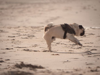 Dog walking on beach