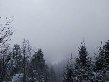 Trees in forest during winter against sky