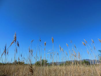 Scenic view of field against clear blue sky