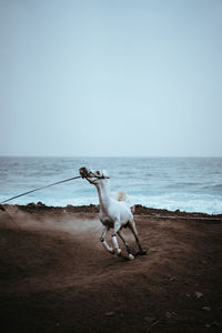 Dog on beach against sky