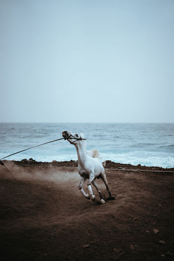 Horse walking at beach against clear sky