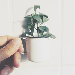 Close-up of cropped hand holding plant