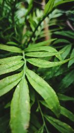 Close-up of plant leaves