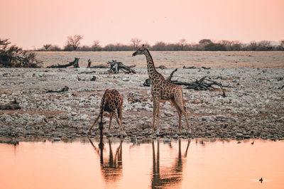 Giraffes on field