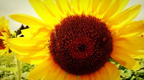 Close-up of sunflower