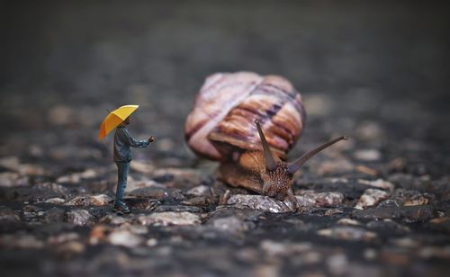 Close-up of snail on land