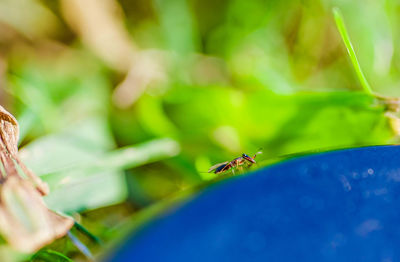 Close-up of spider on leaf