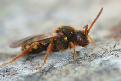 Colorfull frontal closeup of a colorful red female lathbury's nomad bee , nomada lathburiana