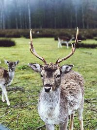 Portrait of deer on field