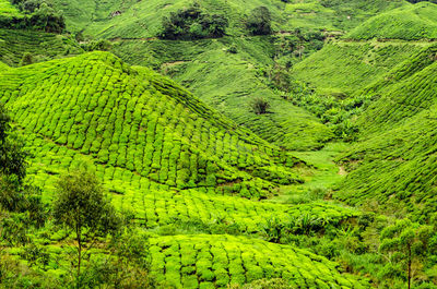 Scenic view of green landscape