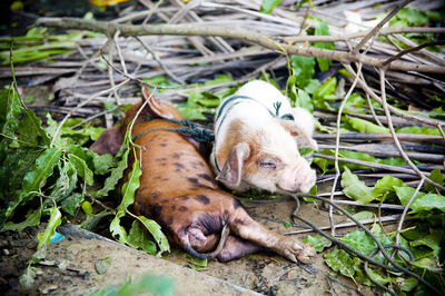 View of pig resting on field