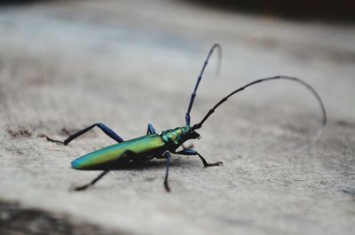 Close-up of beetle on rock