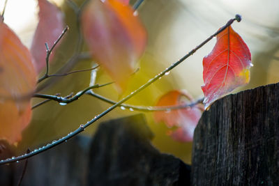 Close-up of orange leaves on plant