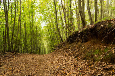 Trees growing in forest